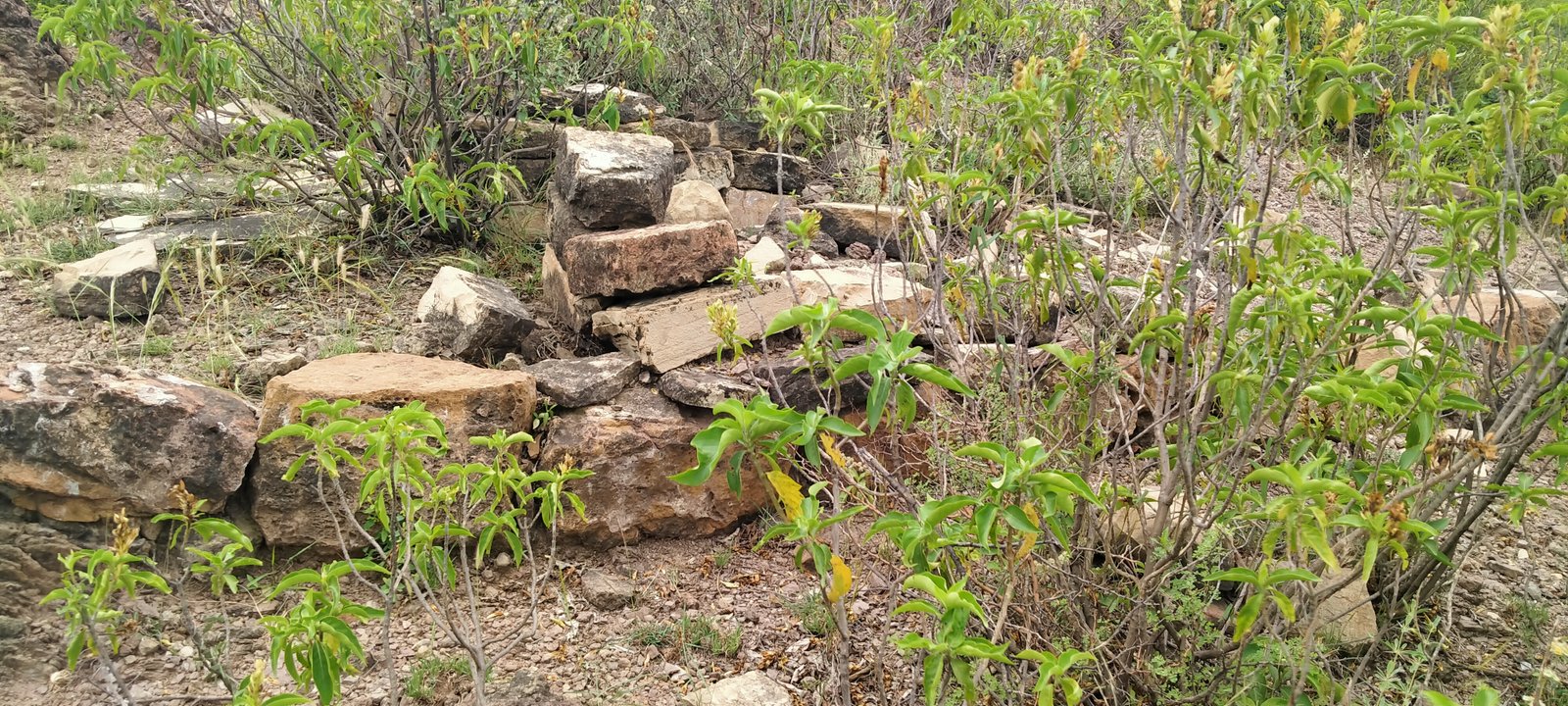 Social Service Photo